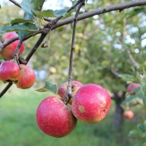 Cutting Food Waste for Stronger Healthier Communities