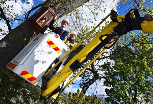 Bees-y Does It - Hive of Housebuilding at Albert Park