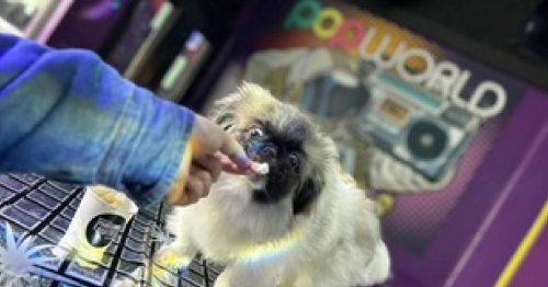 Doggy disco craze at popular Middlesbrough nightclub!