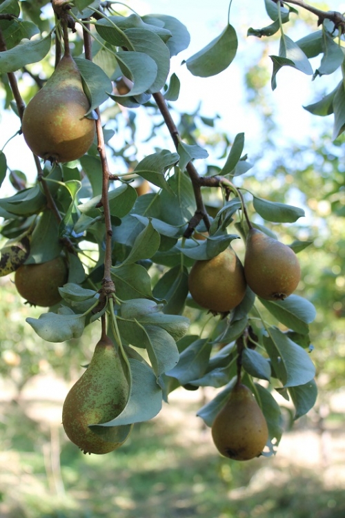 Patchwork Orchard Project Bearing Fruit