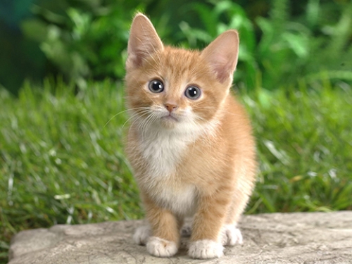 Have you got the UK's most marvellous moggy – National Cat Awards 2020