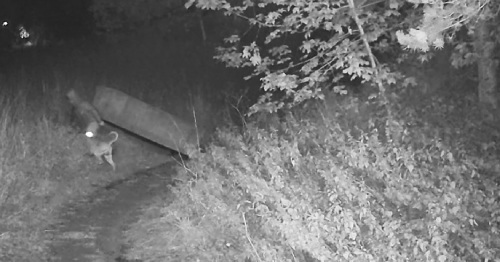 Sofa fly-tipper arrested and hit with court fine